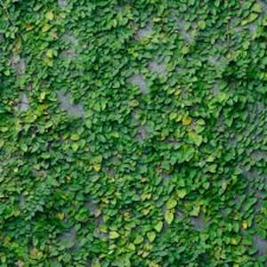 May include: A dense wall of green leaves, creating a textured, natural pattern. The leaves vary in shades of green, with some showing hints of yellow. The image showcases a lush, vibrant plant wall.