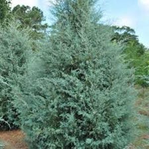 May include: A blue-green evergreen tree with a dense, bushy growth habit. The tree is growing in a natural setting with other trees in the background.