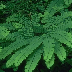 3 Maidenhair Fern Plant Bare Root Adiantum diaphanum Organic Roots image 5