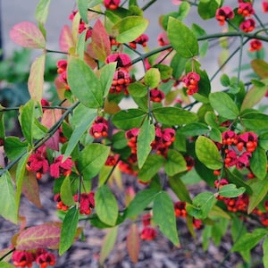 May include: Close-up of a plant with green leaves and vibrant red berries. The berries are clustered together, and the leaves have a mix of green and reddish hues. The plant's branches are visible, creating a natural, organic composition.