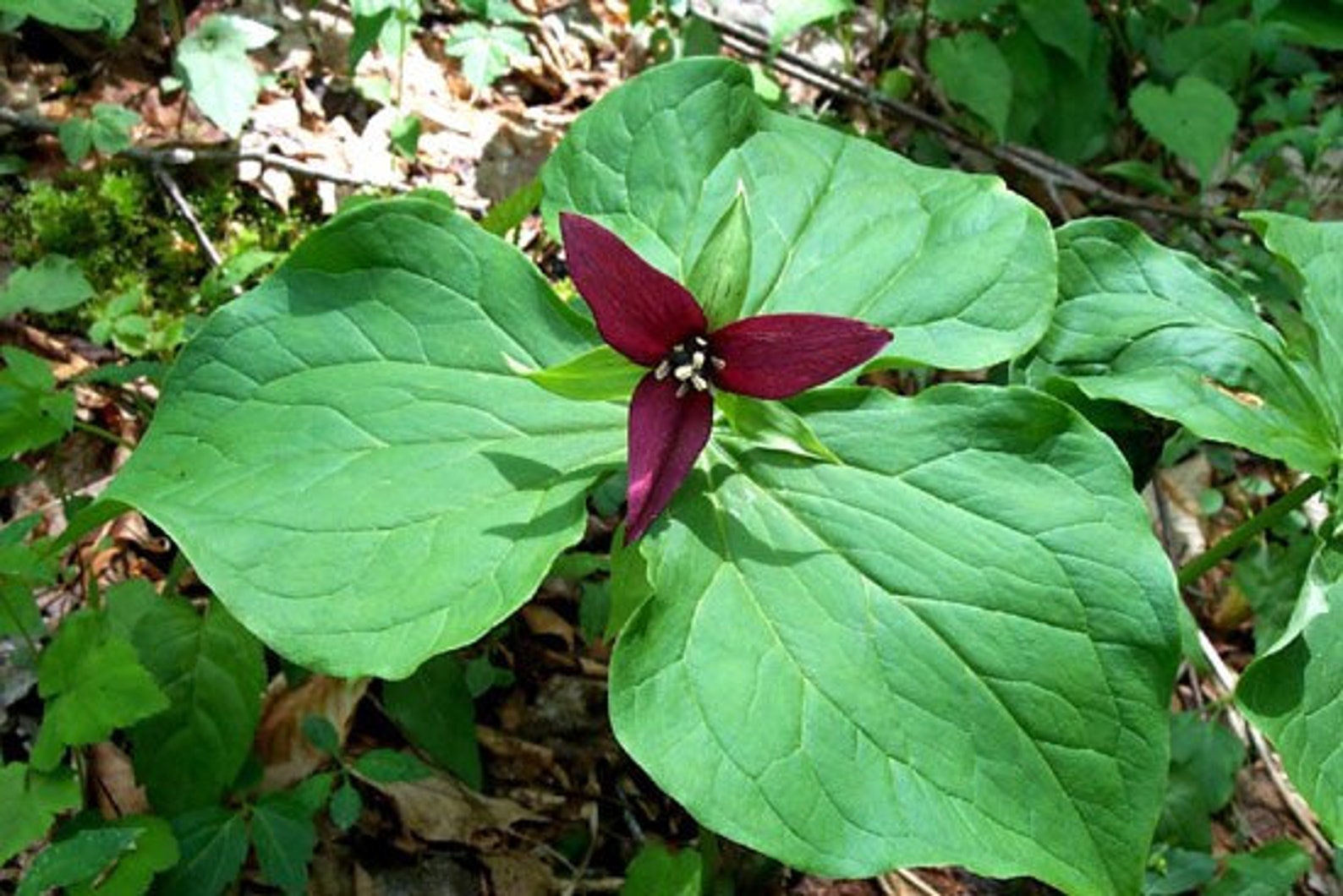 3 Purple Trillium Plants Bare Root Trillium Erectum Perennial Etsy