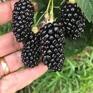 May include: Close-up of a hand holding a cluster of ripe blackberries. The berries are dark purple and have a shiny, glossy finish.