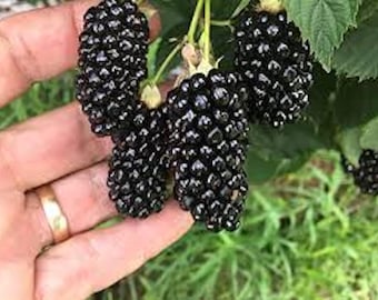 May include: Close-up of a hand holding a cluster of ripe blackberries. The berries are dark purple and have a shiny, glossy finish.
