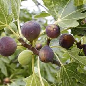 May include: Close-up of a fig tree branch with ripe, purple figs and green leaves. Some figs are still green and unripe. The figs are round and plump, with a deep purple color. The leaves are large and green.