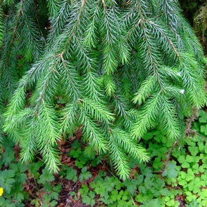 Brewer Spruce - Etsy