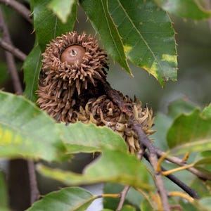 May include: Close-up of an acorn attached to a branch, surrounded by green leaves. The acorn has a brown cap with a textured, fringed edge, and a smooth, light brown nut. The leaves are a vibrant green with some yellowing.