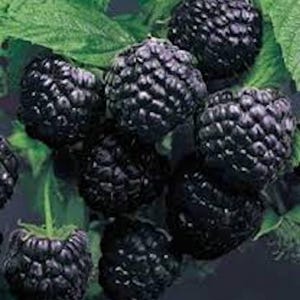 K&ouml;nnte beinhalten: Nahaufnahme einer Traube reifer schwarzer Himbeeren, die noch an der Pflanze h&auml;ngen. Die Beeren sind dunkelviolett und haben einen leicht gl&auml;nzenden Look.