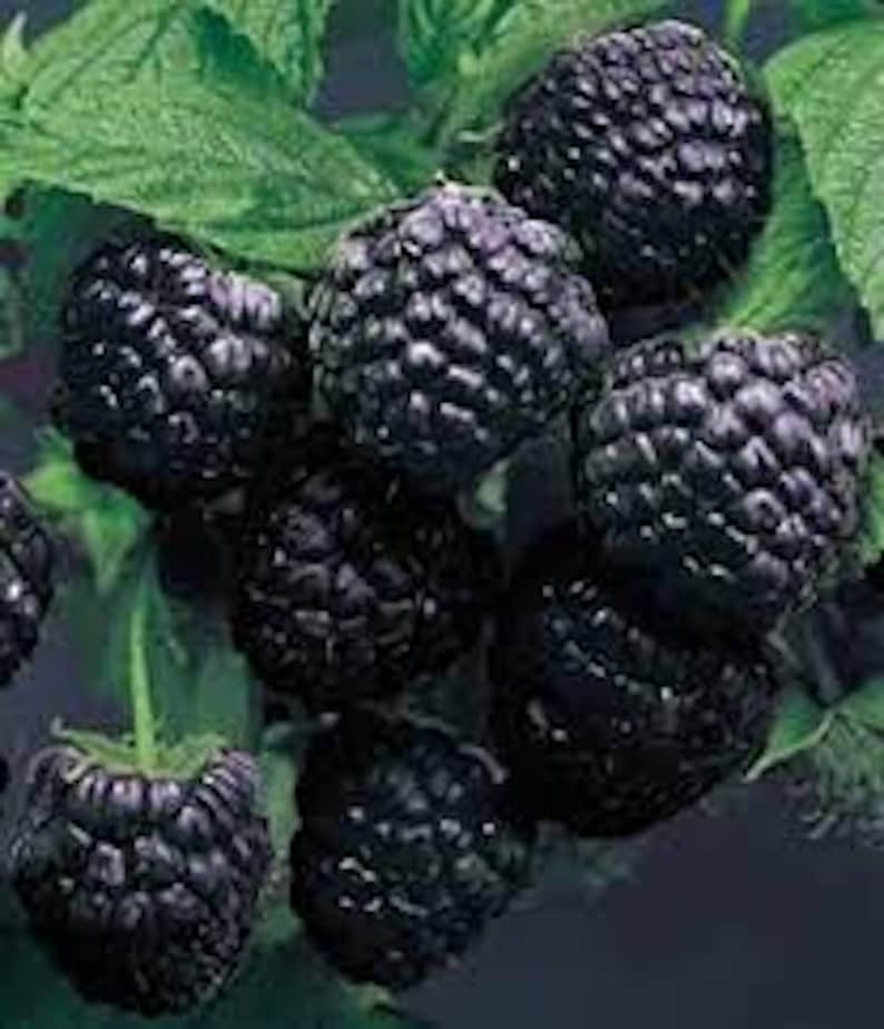 K&ouml;nnte beinhalten: Nahaufnahme einer Traube reifer schwarzer Himbeeren, die noch an der Pflanze h&auml;ngen. Die Beeren sind dunkelviolett und haben einen leicht gl&auml;nzenden Look.