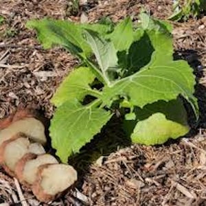 5 Yacón Root Plant Smallanthus sonchifolius Bolivian Sunroot Starter Plant