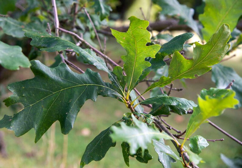 5 Swamp White Oak Tree 12-24" Quercus Bicolor Bare Root Starter Plant ...
