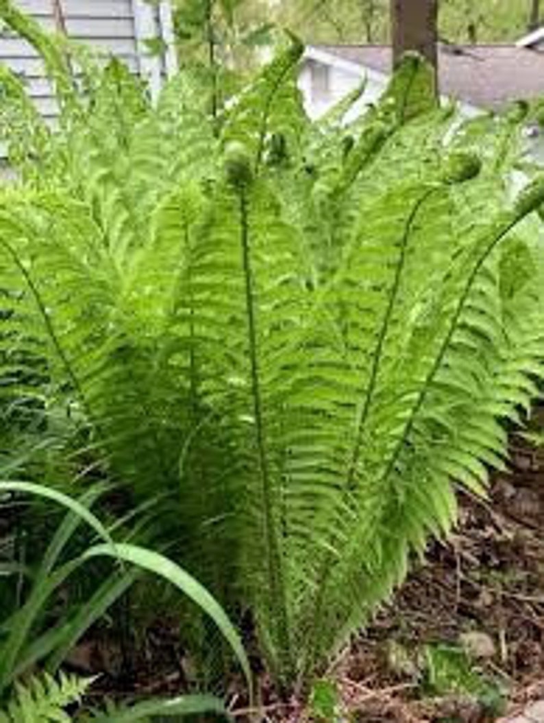 5 Ostrich Fern Bare Root Fiddlehead Matteuccia Struthiopteris Perennial Wildflower Transplant image 8