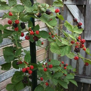 May include: A blackberry plant with green leaves and clusters of red and black berries. The plant is growing on a black pole next to a brick wall and a wooden fence.
