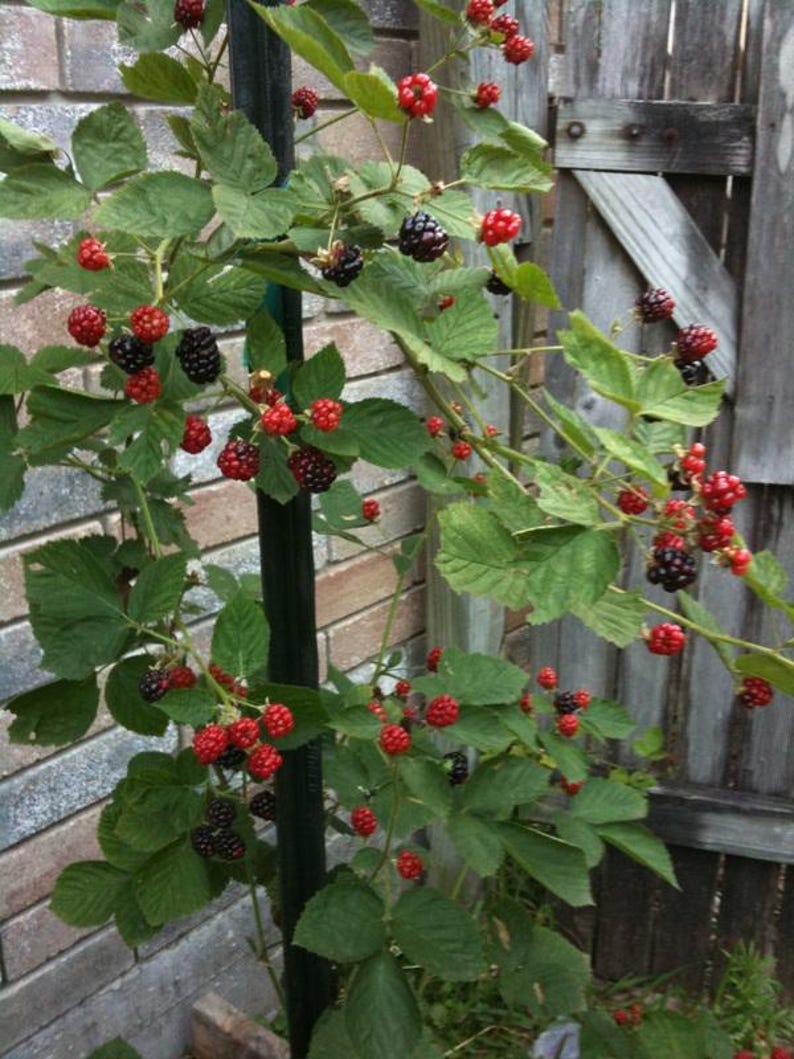 May include: A blackberry plant with green leaves and clusters of red and black berries. The plant is growing on a black pole next to a brick wall and a wooden fence.