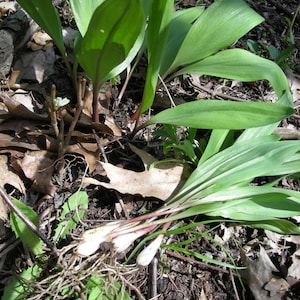 20 Wild Ramps Bulbs Only Bare Roots Wild Leeks Allium tricoccum image 9