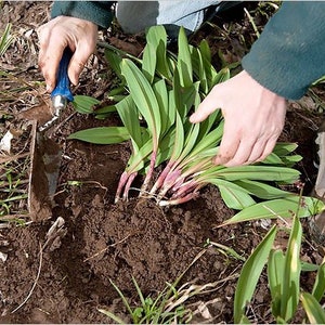 20 Wild Ramps Bulbs Only Bare Roots Wild Leeks Allium tricoccum image 7