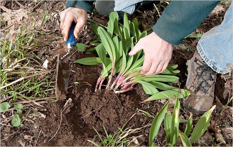 20 Wild Ramps Bulbs Only Bare Roots Wild Leeks Allium tricoccum image 7