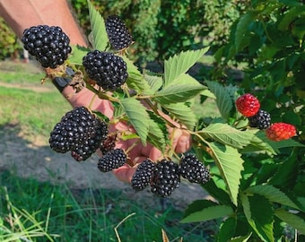 May include: A close-up of a branch of blackberries, with ripe, dark purple berries and green leaves. Some berries are still red. The berries are held by a person in a garden setting.