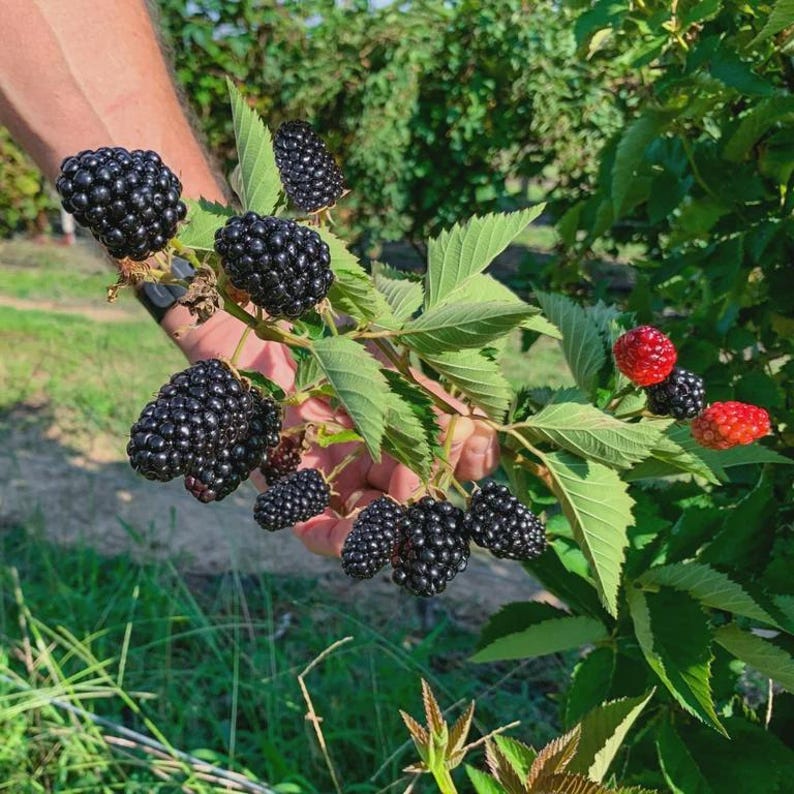 May include: A close-up of a branch of blackberries, with ripe, dark purple berries and green leaves. Some berries are still red. The berries are held by a person in a garden setting.
