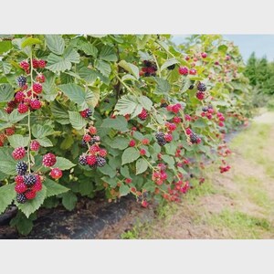Puede incluir: Una hilera de arbustos de moras cargados de bayas maduras. Las bayas var&iacute;an en color de rojo oscuro a negro, contrastando con las hojas verdes. Los arbustos est&aacute;n plantados en un campo, con una zona de c&eacute;sped al fondo.