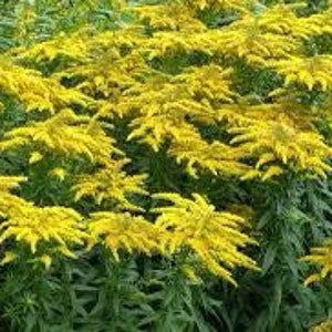 10 Goldenrod Plants Solidago Bare Root Perennial Wildflower Herb Transplant Native Monarch Butterfly Yellow Native Organic