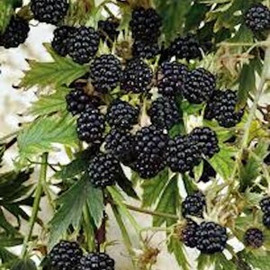 May include: Close-up of a blackberry bush laden with ripe, dark purple berries. The berries are clustered together, surrounded by green leaves and stems. The image showcases the natural texture and color of the fruit.