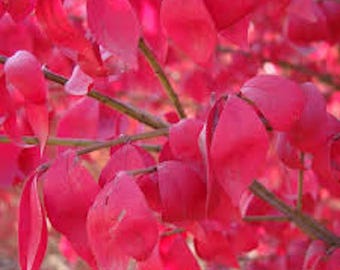 May include: Close-up of vibrant red leaves on a tree branch. The leaves are a bright, saturated red, with a smooth texture. The branches are a dark brown color, creating a contrast with the leaves. The image is a close-up, showcasing the details of the leaves.