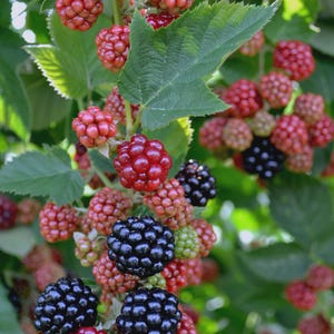 K&ouml;nnte beinhalten: Nahaufnahme eines Brombeerstrauchs mit gr&uuml;nen Bl&auml;ttern und Trauben von Beeren in verschiedenen Reifegraden. Die Beeren reichen von rot bis schwarz. Das Bild ist gut beleuchtet und zeigt die Textur und Details der Fr&uuml;chte.