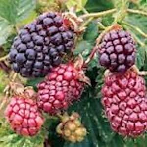 May include: Close-up of a blackberry bush with ripe blackberries and red blackberries. The blackberries are clustered together on the branches.