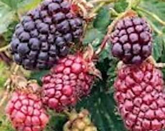 3 Thornless Boysenberry Plant Starter, Perennial Fruit Bush