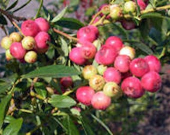 3 Rosier oeil-de-lapin, bleuet en corymbe, plante fruitière, plante fruitière, plante vivace