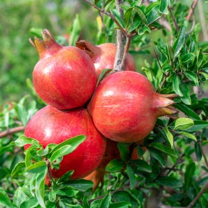May include: Close-up of ripe pomegranates on a tree branch. The pomegranates are a vibrant red color with a slightly textured surface. Green leaves surround the fruit, creating a natural and fresh appearance. The image showcases the fruit in its natural environment.