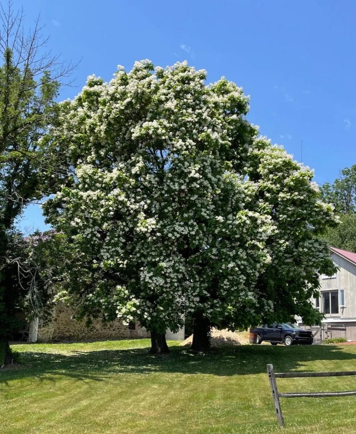 1 Northern Catalpa Tree Catalpa Speciosa Bare Root Starter Plant - Etsy