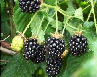 May include: Close-up of a blackberry plant with ripe, dark purple berries and green leaves. Some berries are still green and unripe. The berries are clustered together on the stems, showcasing their texture and shape.
