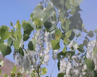 1 Eastern Cottonwood Tree 2-3 ft Populus deltoides Bare Root Starter Plant