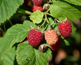 May include: Close-up of ripe raspberries on a green leafy branch. The berries range in color from deep red to a lighter pinkish hue. The leaves are a vibrant green, with some showing slight imperfections.