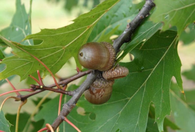 5 Northern Red Oak Tree 12-24" Quercus Rubra Bare Root Starter Plant - Etsy