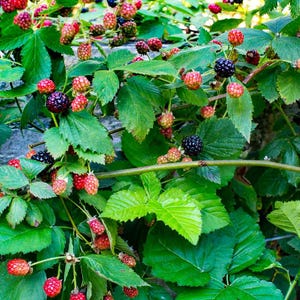 K&ouml;nnte beinhalten: Nahaufnahme eines Brombeerstrauchs mit gr&uuml;nen Bl&auml;ttern und Beeren in verschiedenen Reifestadien. Die Beeren reichen von rot bis schwarz, was auf unterschiedliche Reifegrade hindeutet. Das Bild ist gut beleuchtet.