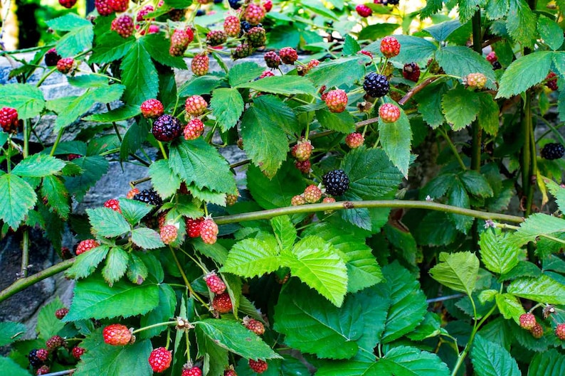 K&ouml;nnte beinhalten: Nahaufnahme eines Brombeerstrauchs mit gr&uuml;nen Bl&auml;ttern und Beeren in verschiedenen Reifestadien. Die Beeren reichen von rot bis schwarz, was auf unterschiedliche Reifegrade hindeutet. Das Bild ist gut beleuchtet.