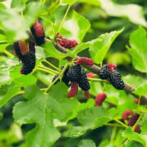May include: Close-up of a mulberry branch with green leaves and ripe berries. The berries are a mix of red and dark purple, with a textured surface. The leaves are a vibrant green.