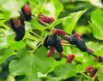 3 Illinois Everbearing Mulberry Tree Starter Plant Fruit Tree