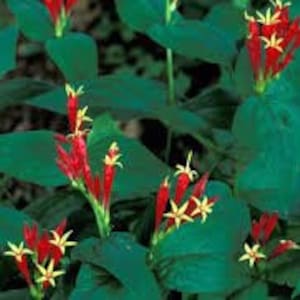 5 Indian Pinkroot Bare Root Plant Spigelia Marilandica Perennial Wildflower Herb Garden