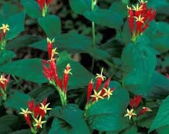 5 Indian Pinkroot Bare Root Plant Spigelia Marilandica Perennial Wildflower Herb Garden