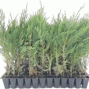 May include: A tray of 24 small evergreen plants in individual pots. The plants are all green and have a feathery texture. The tray is black plastic and has a grid of 24 individual cells.