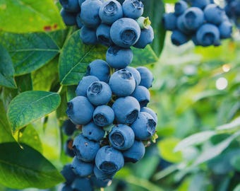 3 Sweet Crisp Blueberry Starter Plug  Vaccinium corymbosum