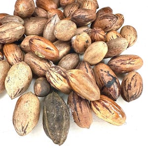 5 Northern Hardy Pecan Tree Seeds