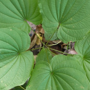 3 Wild Yam Plants Dioscorea Villosa Bare Root Organic Perennial Vine Native Wildflower