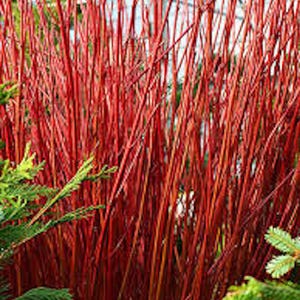 1 Red Twig Dogwood Shrub 12-24in Tall Red Coral Dogwood Cornus sericea Landscape Plant