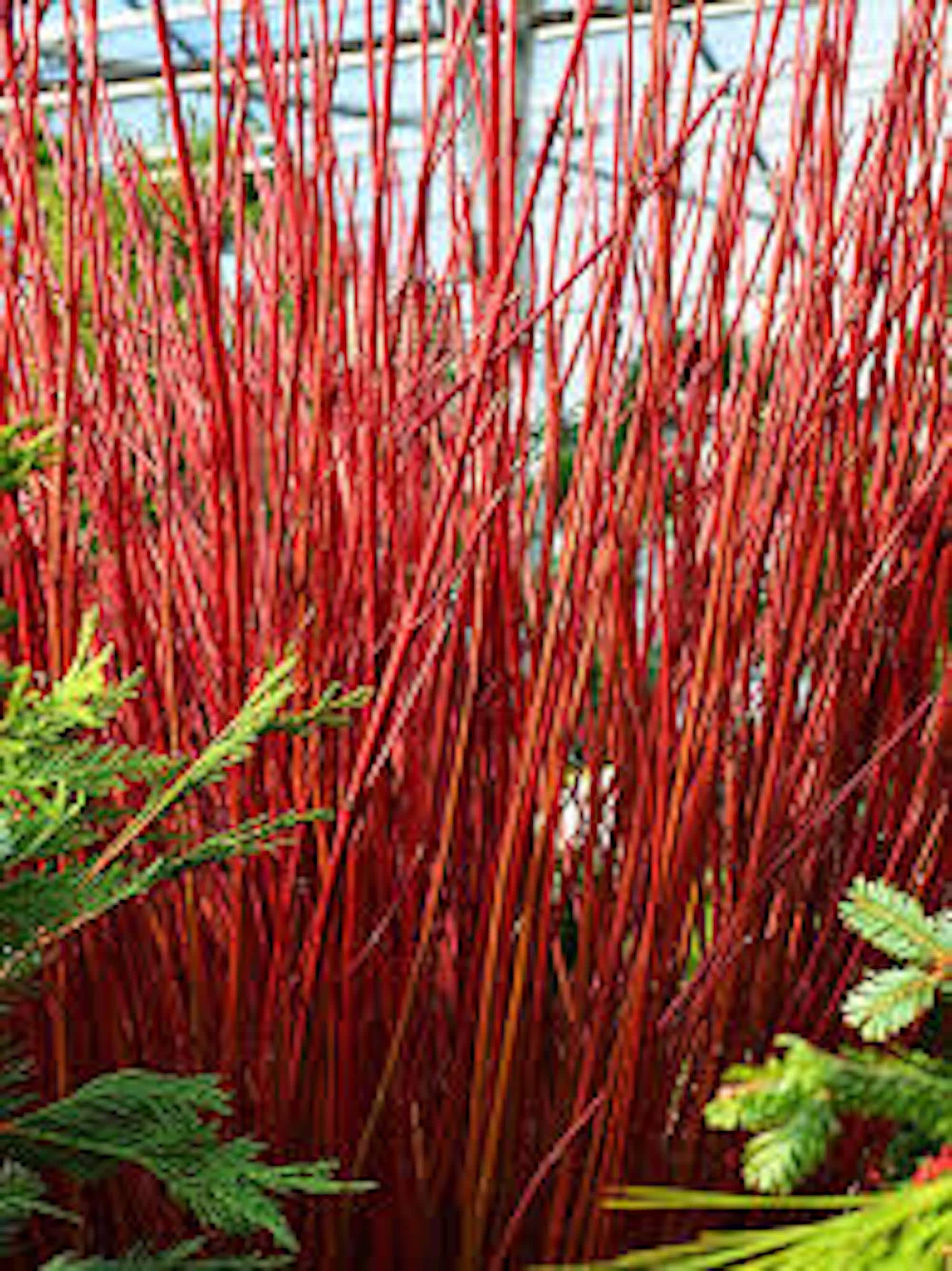 1 Red Twig Dogwood Shrub 12-24in Tall (Quart Pot) Cornus sericea Landscape Plant