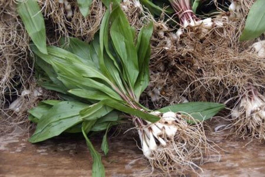Wild Ramps Wild Leeks Bulbs Only Bare Roots Allium Tricoccum Premium