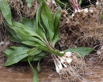 Wild Ramps Wild Leeks Bulbs Only Bare Roots Allium tricoccum Premium Perennials Organic Bulbs For Planting